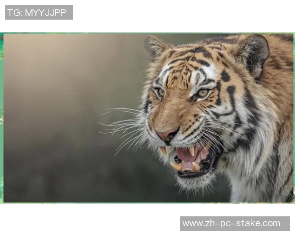 老虎与人类的对抗与共生探讨自然界中的生存智慧与生态平衡 老虎与人类的对抗与共生探讨自然界中的生存智慧与生态平衡